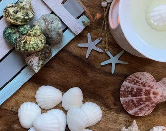 Sea Shell Soy Wax Melts 6 scents available