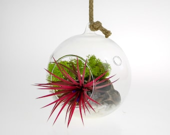 Air Plant Terrarium Kit in glass Globe | Cute & Vibrant Design that can be seated or hung | Plant Gift ideas