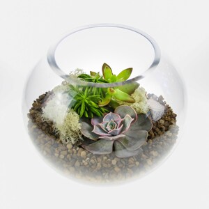 May include: A clear glass globe terrarium with a variety of succulents and moss. The terrarium is filled with small brown rocks and has a white background.