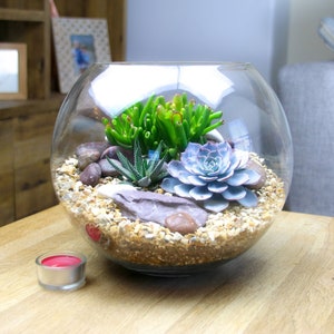 Large Globe Glass Terrarium Kit | Basketball Sized Terrarium featuring 3 living Succulent Plants & decorative pebbles | Perfect Gift