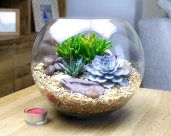 Large Globe Glass Terrarium Kit | Basketball Sized Terrarium featuring 3 living Succulent Plants & decorative pebbles | Perfect Gift