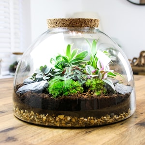 Large Glass Domed Terrarium with Living House Plants, Moss, Cork Lid and Terrarium Tool Set | DIY Terrarium Kit Gift