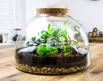 Large Glass Domed Terrarium with Living House Plants, Moss, Cork Lid and Terrarium Tool Set | DIY Terrarium Kit Gift