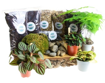 Large Closed Terrarium Starter Kit with Living Cushion Moss and Real Plants. Build your own bottle jar terrarium. Home Decor