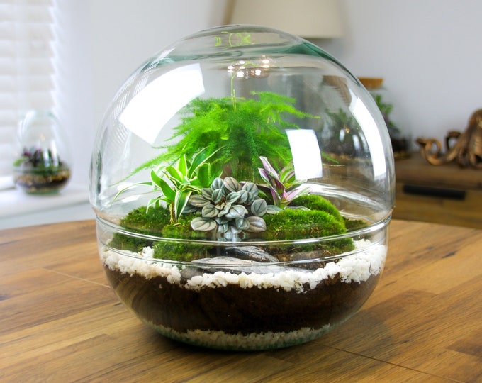 Large Glass Orb Terrarium Kit with Real House Plants, Moss and Terrarium Tool Set | DIY Terrarium Gift