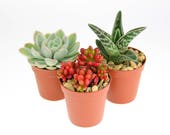 3 x Small Succulent Plant Selection Succulent Plants for Terrariums Indoor Succulent Plants Plants in Gift Box