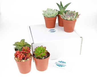 6 x Small Succulent Plant Selection | Succulent Plants for Planters and Terrariums | Indoor Succulent Plants | Plants in Gift Box