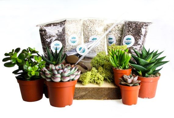 Large Terrarium Starter Kit | Succulent & Cacti Soil Moss, Pebbles | DIY  Craft Gift UK - Etsy Israel