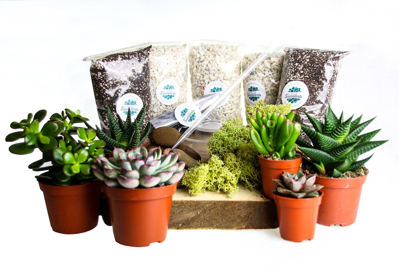 Terrarium Starter Kit Large With Real Succulents and Cacti Etsy UK