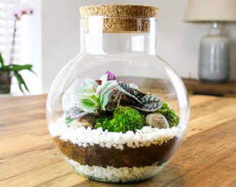 May include: A clear glass terrarium with a cork lid, containing a small green plant, white rocks, and brown soil.
