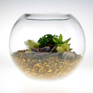 May include: A clear glass globe terrarium with a variety of succulents and small stones. The terrarium is filled with small, brown stones and has a green, leafy succulent in the center.
