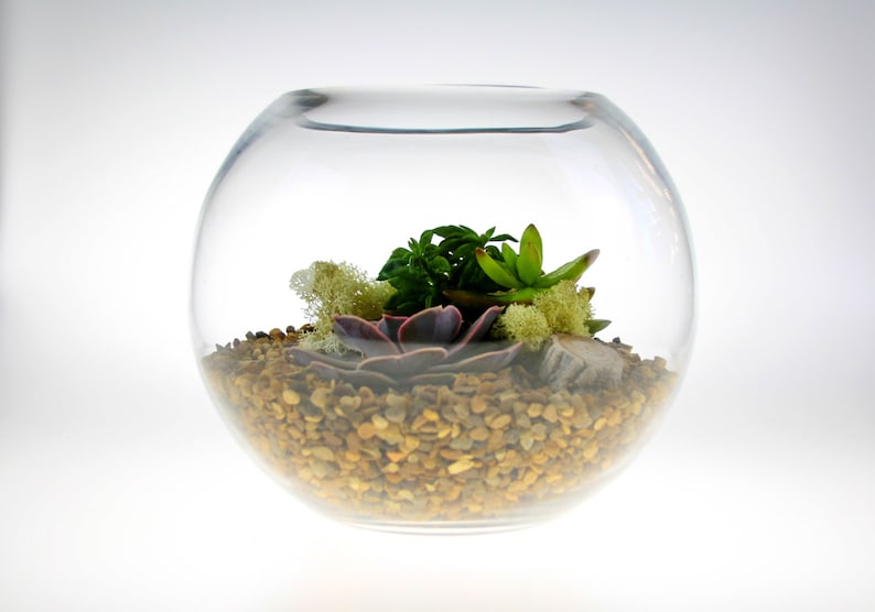 May include: A clear glass globe terrarium with a variety of succulents and small stones. The terrarium is filled with small, brown stones and has a green, leafy succulent in the center.