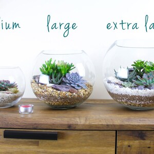 May include: Three glass terrariums of different sizes, labeled "medium", "large", and "extra large", filled with succulents and decorative stones.