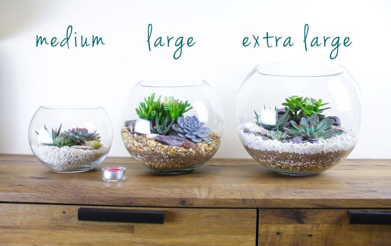 May include: Three glass terrariums of different sizes, labeled "medium", "large", and "extra large", filled with succulents and decorative stones.