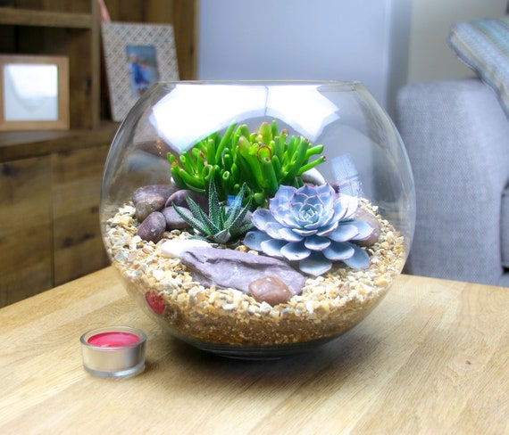 Large Glass Globe Succulent Terrarium Kit: Living Plants & Pebbles. Terrarium  Plant Gift for Wife - Etsy