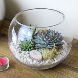 May include: A clear glass globe terrarium with white rocks, green succulents, and a small piece of driftwood.