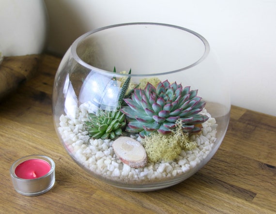 Succulent Terrarium Kit | Globe Glass with Reindeer Moss | Plant Lover Gift UK