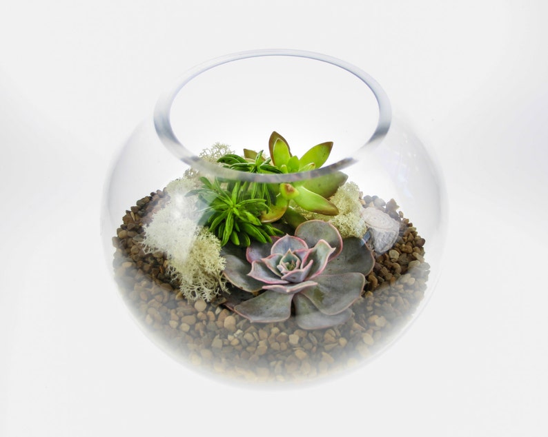 May include: A clear glass globe terrarium with a variety of succulents and moss. The terrarium is filled with small brown rocks and has a white background.