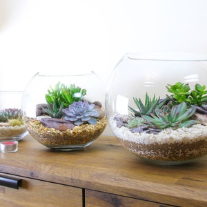 May include: Three glass terrariums of varying sizes, each containing a variety of succulents and small stones. The terrariums are arranged on a wooden surface.