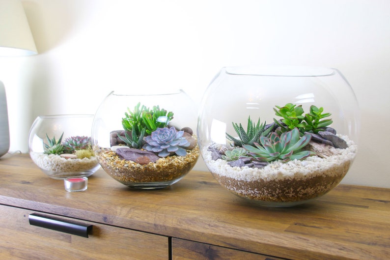 May include: Three glass terrariums of varying sizes, each containing a variety of succulents and small stones. The terrariums are arranged on a wooden surface.