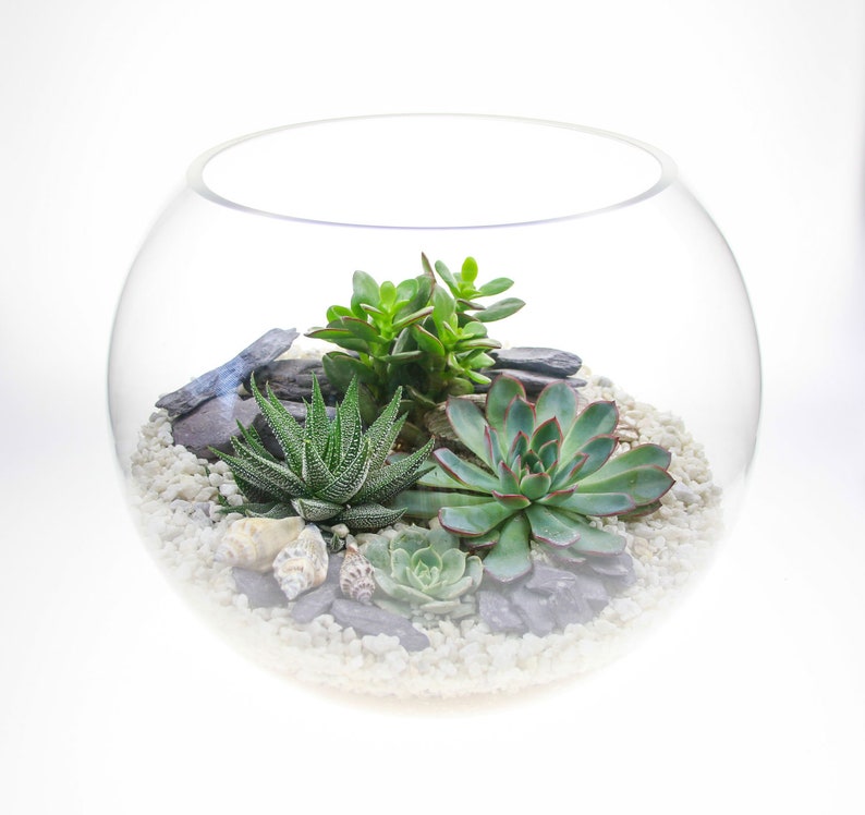 Extra Large Glass Globe Terrarium Kit Huge 30cm Diameter Etsy UK