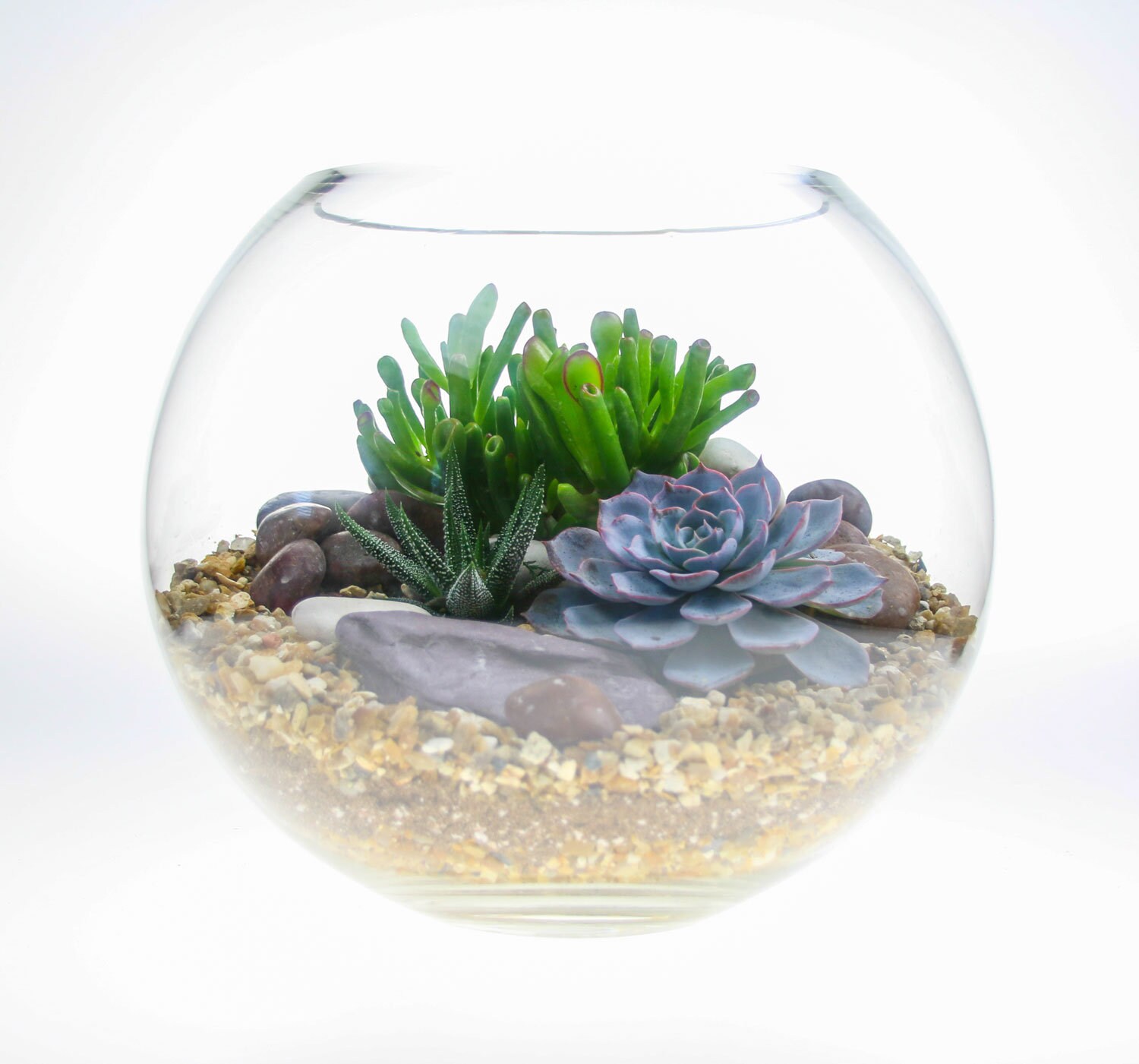 Large Globe Glass Terrarium Kit Basketball Sized Terrarium Etsy UK