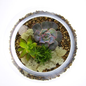 May include: A glass terrarium with a variety of succulents and moss. The terrarium is filled with small brown rocks and has a clear glass lid.