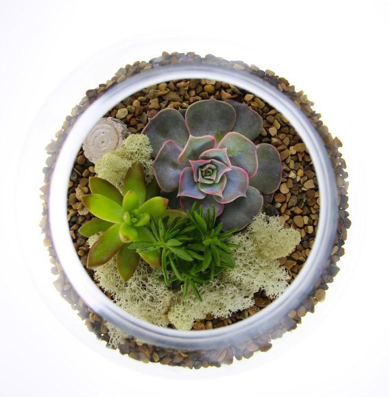 May include: A glass terrarium with a variety of succulents and moss. The terrarium is filled with small brown rocks and has a clear glass lid.