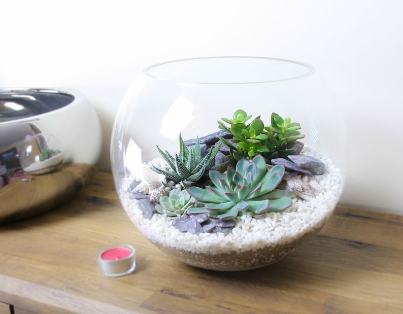 Extra Large Glass Globe Terrarium Kit Huge 30cm Diameter Etsy