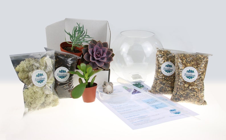 May include: A succulent terrarium kit with a clear glass globe, soil, decorative stones, moss, and four small succulents in pots. The kit includes instructions and a tool for planting.