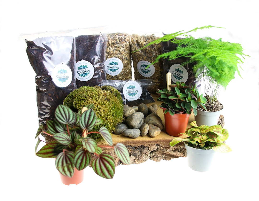 Large Closed Terrarium Starter Kit With Living Cushion Moss and Real