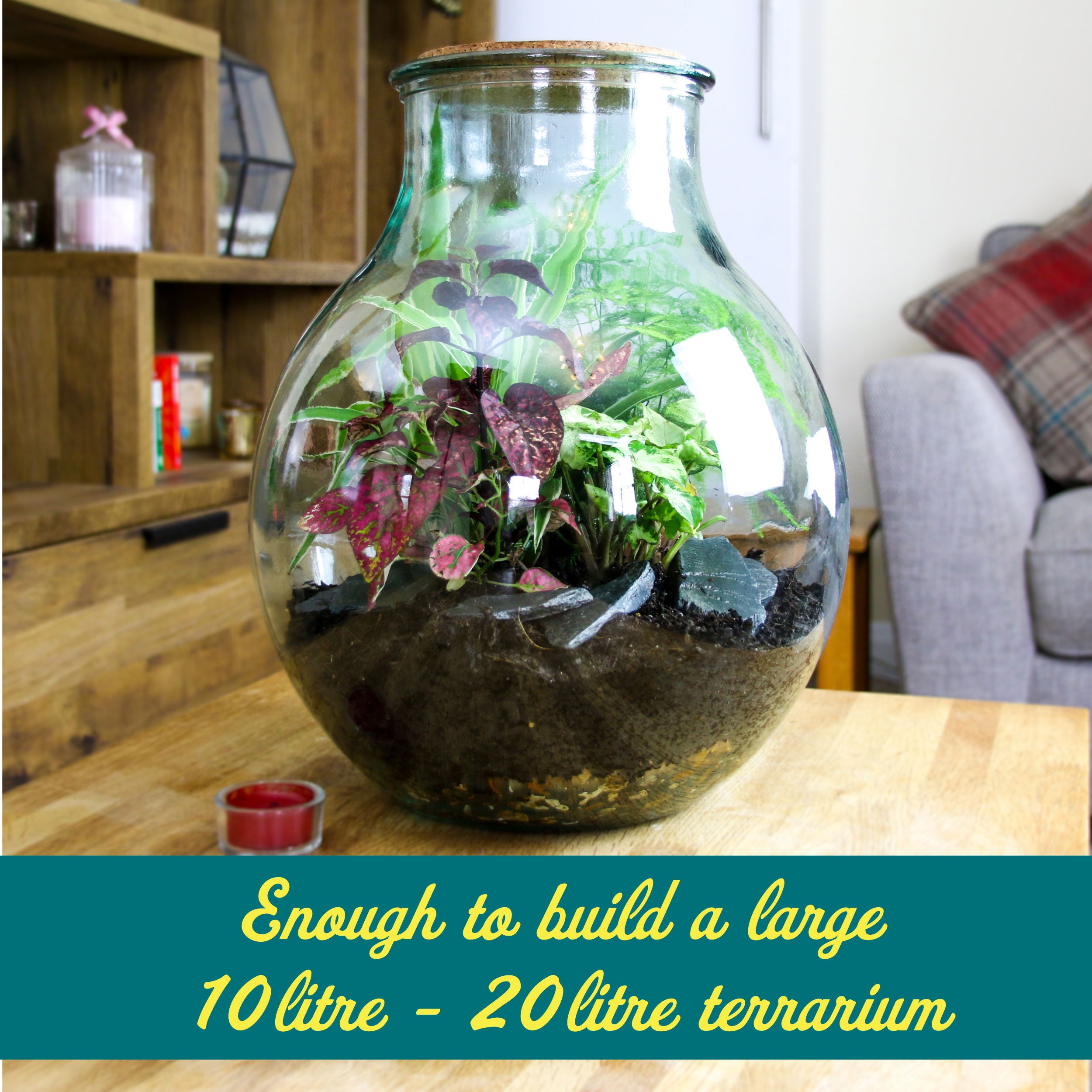 Large Closed Terrarium Starter Kit With Living Cushion Moss Etsy UK