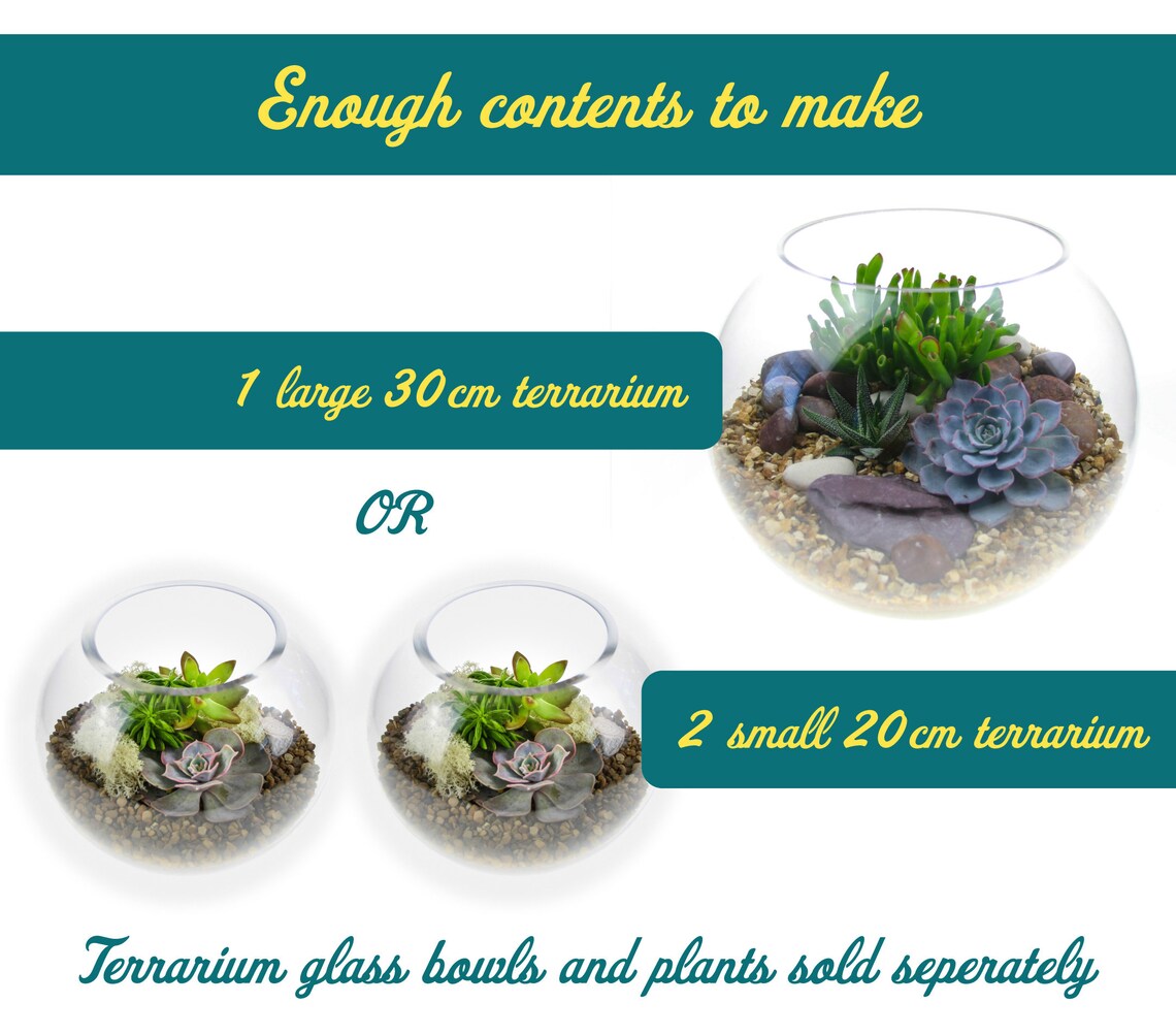 Terrarium Starter Kit Large With Real Succulents and Cacti Etsy UK