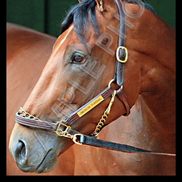 American Pharoah Headshot Closeup 2015 Triple Crown Winner Kentucky Derby Preakness Stakes Belmont Stakes 8X10 Photo