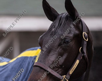 Medina Spirit 2021 Kentucky Derby Winner Horse Racing 8X10 Portrait Photo