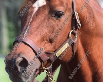 Secretariat 1973 Kentucky Derby Triple Crown Champion Horse Racing 8x10 Photo