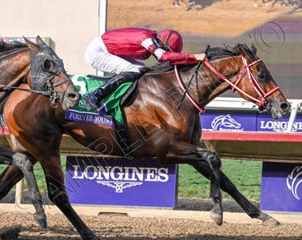 Forever Young 2025 Breeders' Cup Classic Champion Winner At The Wire Horse 8x10 Photo