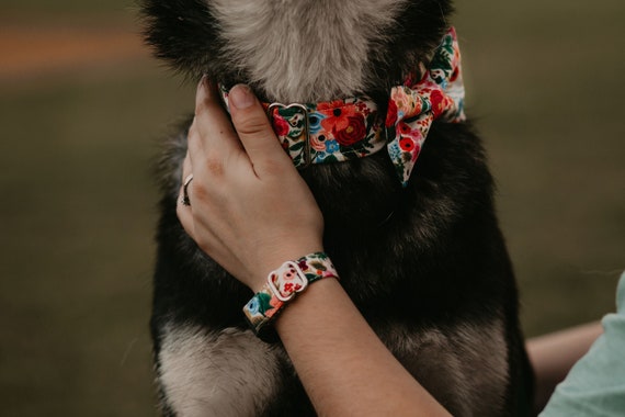 matching dog collars