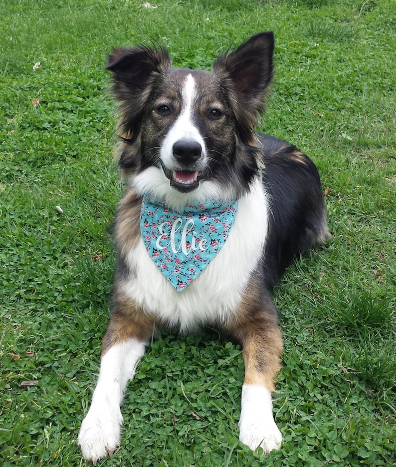 Personalized Dog Bandana / Custom Bandana / Pet Name Bandana / Etsy