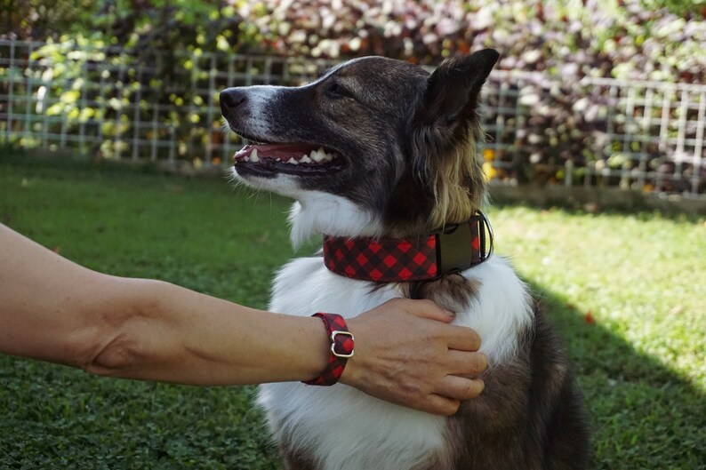 matching dog collar and human bracelet