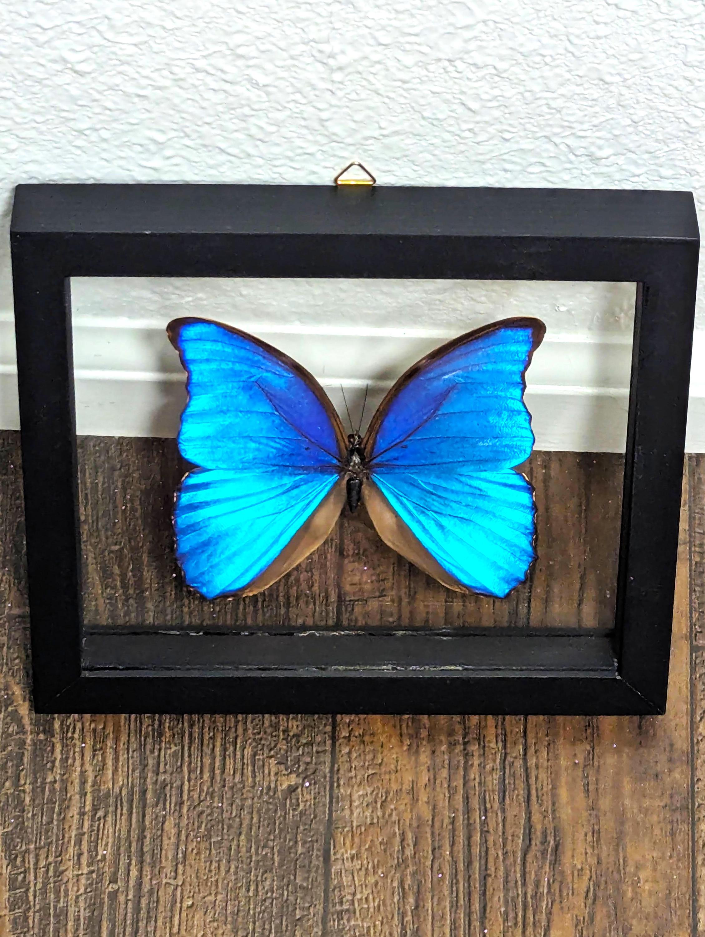 Real Butterfly Collection Display Frame, 1 Specimen, Glass Shadow Box ...