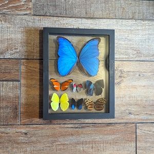 Real Butterfly Collection Display Frame, 7 Specimens with Morpho, Glass Shadow Box, Wall Decor