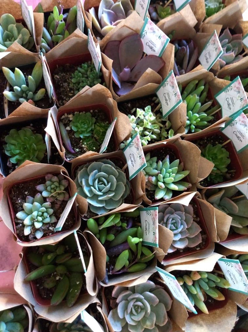Mini Succulent Favor 50 Succulent's 2 for Wedding Etsy