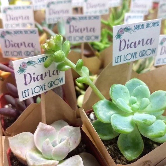 50 Succulent's Party Favor 2