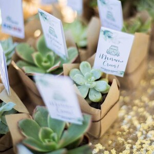 Mini Succulent favor, 20 Succulents wedding favor 2&quot;, party favor, baby shower, party favor, bridal shower