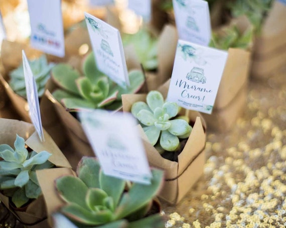 Mini Succulent favor, 20 Succulents wedding favor 2
