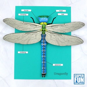 3D Libelle Papier Basteln