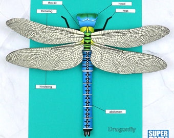 May include: A colorful illustration of a dragonfly with labeled body parts, including the head, thorax, abdomen, forewing, hindwing, and legs. The text "Dragonfly" is printed below the image. The image is on a turquoise background.