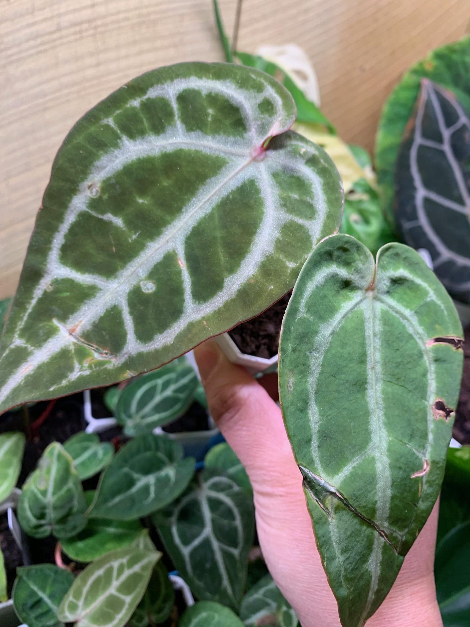 Anthurium Red Crystallinum X SKG Silver Red 104 - Etsy