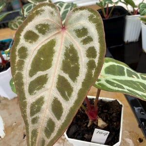 Anthurium Skg Silver - Etsy